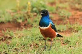 Błyszczak rudobrzuchy - Lamprotornis superbus - Superb Starling