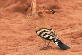 Dudek - Upupa epops - Common Hoopoe