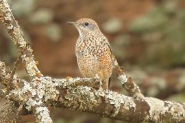 Nagórnik - Monticola saxatilis - Common Rock Thrush