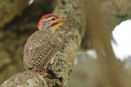 Dzięciolik moręgowany - Geocolaptes nubicus - Nubian Woodpecker