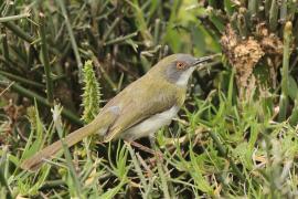 Nikornik żółtopierśny - Apalis flavida - Yellow-breasted Apalis