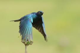 Błyszczak stalowy - Lamprotornis chalybaeus - Greater Blue-eared Starling