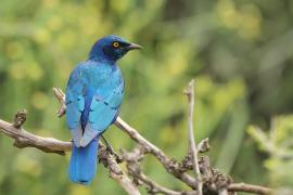 Błyszczak stalowy - Lamprotornis chalybaeus - Greater Blue-eared Starling