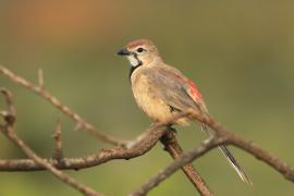 Dzierzbik czerwonogardły - Rhodophoneus cruentus - Rosy-patched Bush-shrike