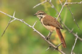 Palmodrozd plamisty - Cichladusa guttata - Spotted Palm Thrush