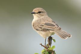 Mucharka szara - Bradornis microrhynchus - African Grey Flycatcher