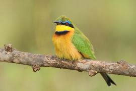 Żołna mała - Merops pusillus - Little Bee-eater