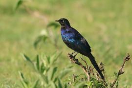 Błyszczak purpurowosterny - Lamprotornis purpuroptera - Rüppell's Glossy Starling