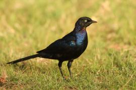 Błyszczak purpurowosterny - Lamprotornis purpuroptera - Rüppell's Glossy Starling