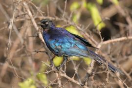 Błyszczak purpurowosterny - Lamprotornis purpuroptera - Rüppell's Glossy Starling