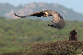 Sęp plamisty - Gyps rueppelli - Rüppell's Vulture