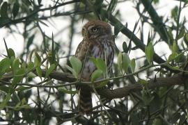 Sóweczka sawannowa - Glaucidium perlatum - Pearl-spotted Owlet