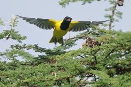 Wilga czarnogłowa - Oriolus larvatus - African Black-headed Oriole