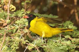 Wilga czarnogłowa - Oriolus larvatus - African Black-headed Oriole