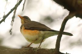 Drozd żółtodzioby - Turdus pelios - African Thrush