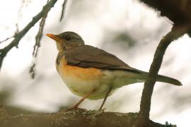 Drozd żółtodzioby - Turdus pelios - African Thrush