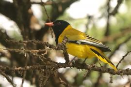 Wilga czarnogłowa - Oriolus larvatus - African Black-headed Oriole