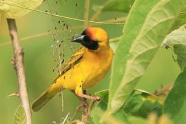 Wikłacz maskowy - Malimbus velatus - Southern Masked Weaver