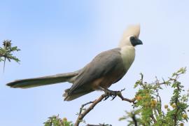 Hałaśnik maskowy - Corythaixoides personatus - Bare-faced Go-away-bird