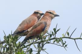 Kraska kreskowana - Coracias naevius - Rufous-crowned Roller