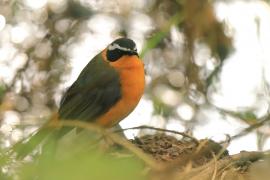 Złotokos rdzawobrzuchy - Cossypha semirufa - Rüppell's Robin Chat