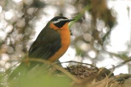 Złotokos rdzawobrzuchy - Cossypha semirufa - Rüppell's Robin Chat