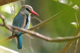 Łowiec jasny - Halcyon senegalensis - Woodland Kingfisher