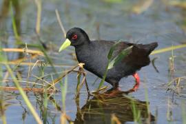 Kureczka czarna - Zapornia flavirostra - Black Crake