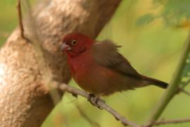 Amarantka czerwonodzioba - Lagonosticta senegala - Red-billed Firefinch