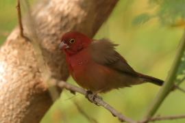 Amarantka czerwonodzioba - Lagonosticta senegala - Red-billed Firefinch