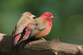 Amarantka czerwonodzioba - Lagonosticta senegala - Red-billed Firefinch