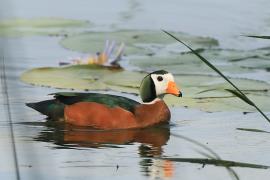 Kaczuszka afrykańska - Nettapus auritus - African Pygmy Goose