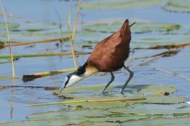 Długoszpon afrykański - Actophilornis africanus - African Jacana