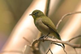 Szlarnik białooki - Zosterops poliogastrus - Ethiopian White-eye