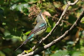 Nektarnik piękny - Cinnyris pulchellus - Beautiful Sunbird
