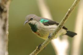 Nektarnik piękny - Cinnyris pulchellus - Beautiful Sunbird