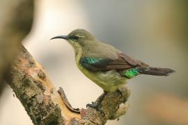 Nektarnik piękny - Cinnyris pulchellus - Beautiful Sunbird