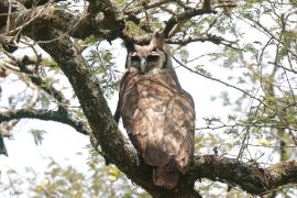 Puchacz mleczny - Bubo lacteus - Verreaux's Eagle Owl