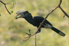 Dzioborożec srebrnolicy - Bycanistes brevis - Silvery-cheeked Hornbill