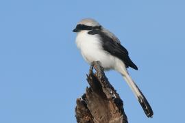 Dzierzba srokoszowata - Lanius excubitoroides - Grey-backed Fiscal