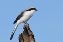 Dzierzba srokoszowata - Lanius excubitoroides - Grey-backed Fiscal