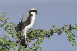 Dzierzba srokoszowata - Lanius excubitoroides - Grey-backed Fiscal