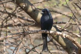 Dziwogon żałobny - Dicrurus adsimilis - Fork-tailed Drongo