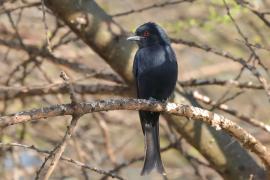 Dziwogon żałobny - Dicrurus adsimilis - Fork-tailed Drongo
