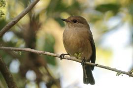 Mucharka szara - Bradornis microrhynchus - African Grey Flycatcher