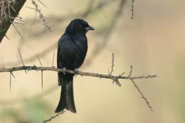 Dziwogon żałobny - Dicrurus adsimilis - Fork-tailed Drongo