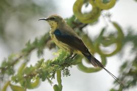 Nektarnik piękny - Cinnyris pulchellus - Beautiful Sunbird