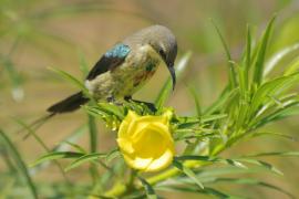 Nektarnik piękny - Cinnyris pulchellus - Beautiful Sunbird