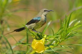 Nektarnik piękny - Cinnyris pulchellus - Beautiful Sunbird