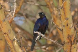 Błyszczak purpurowosterny - Lamprotornis purpuroptera - Rüppell's Glossy Starling